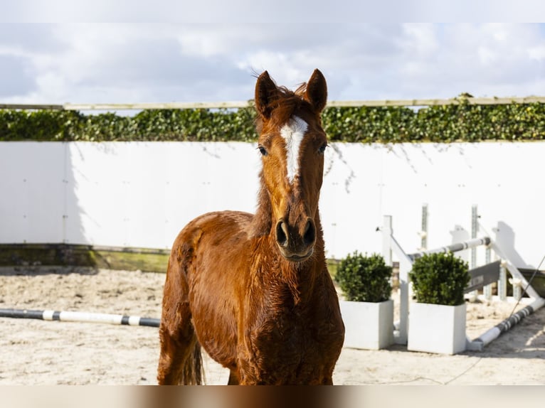 Zangersheider Mare 2 years 14.1 hh Chestnut-Red in Waddinxveen
