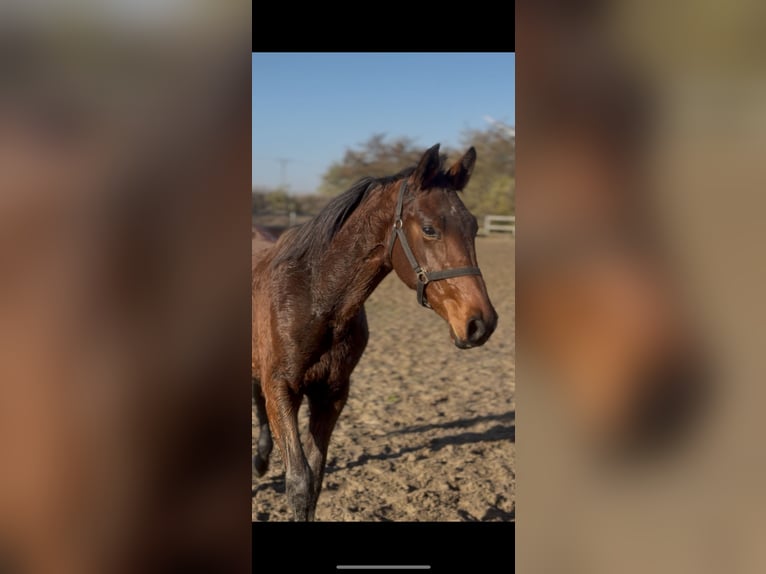 Zangersheider Mare 2 years 14,3 hh Bay in radziejów