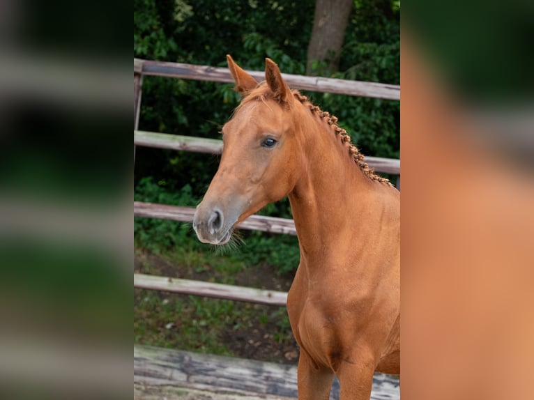 Zangersheider Mare 2 years 15,1 hh Chestnut-Red in GROTE-BROGEL