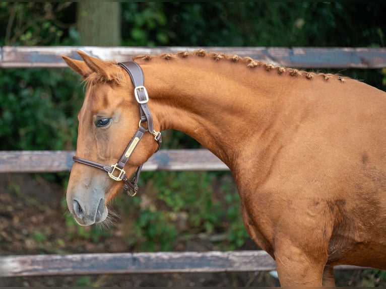 Zangersheider Mare 2 years 15,1 hh Chestnut-Red in GROTE-BROGEL