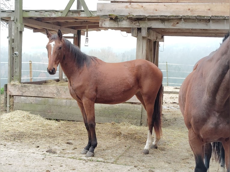 Zangersheider Mare 2 years 15,2 hh Bay-Dark in Oberrot