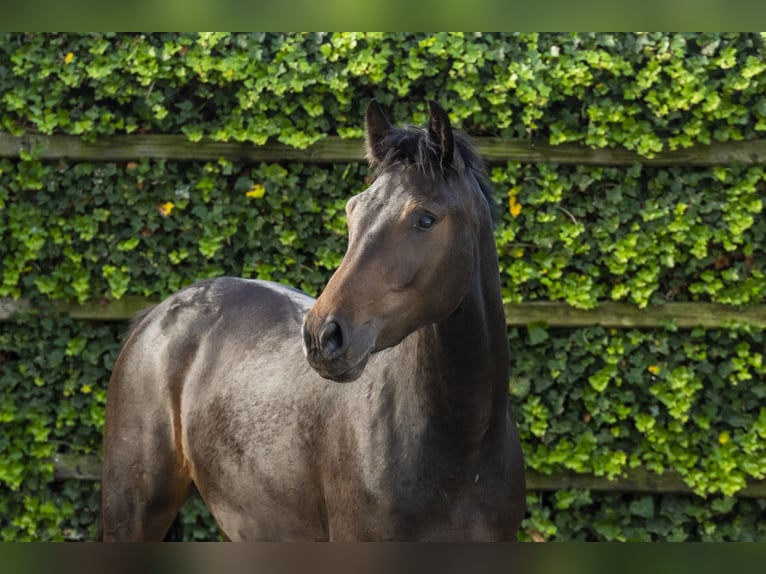 Zangersheider Mare 2 years 15,1 hh Bay-Dark in Waddinxveen
