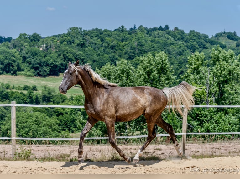 Zangersheider Mare 2 years 15,1 hh Black in Cublac