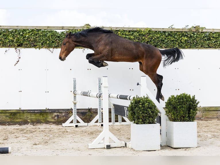 Zangersheider Mare 2 years 15,1 hh  in Waddinxveen