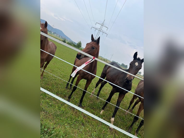 Zangersheider Mare 2 years 15,2 hh Brown in Schömberg
