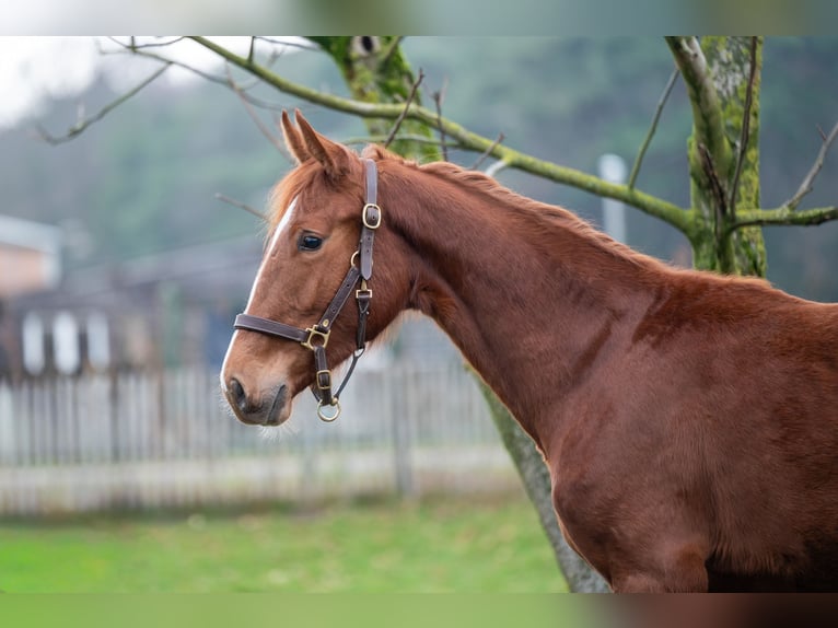 Zangersheider Mare 2 years 15,2 hh  in GROTE-BROGEL