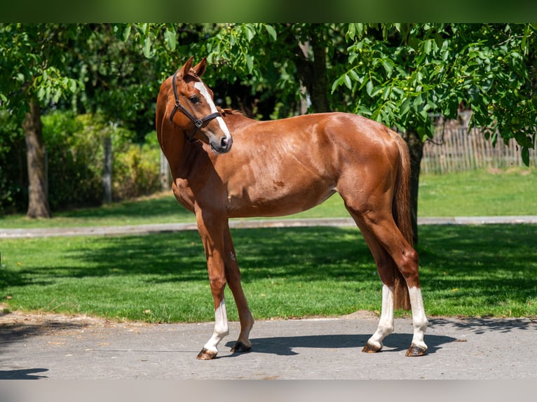 Zangersheider Mare 2 years 15,3 hh in GROTE-BROGEL
