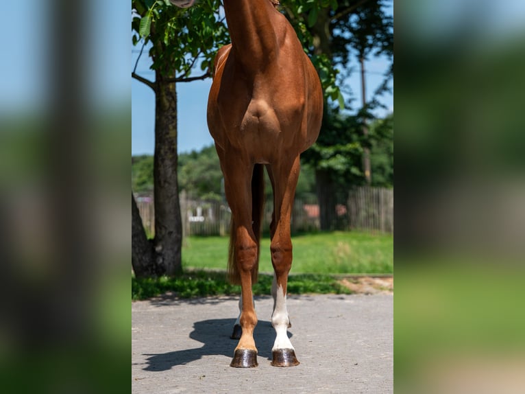 Zangersheider Mare 2 years 15,3 hh in GROTE-BROGEL