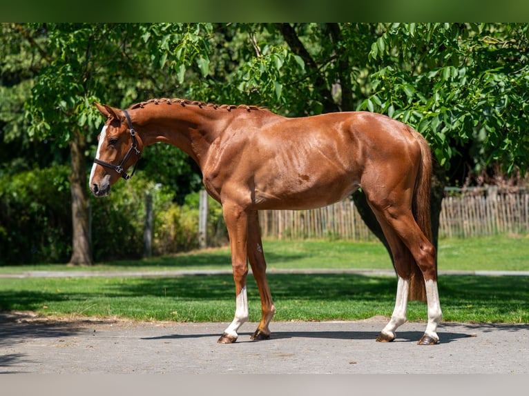 Zangersheider Mare 2 years 15,3 hh in GROTE-BROGEL