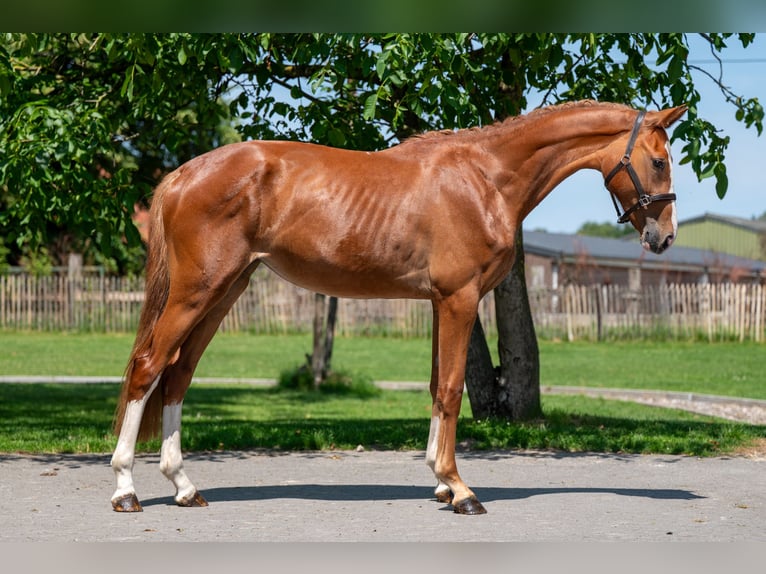 Zangersheider Mare 2 years 15,3 hh in GROTE-BROGEL