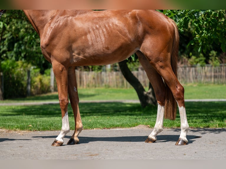 Zangersheider Mare 2 years 15,3 hh in GROTE-BROGEL