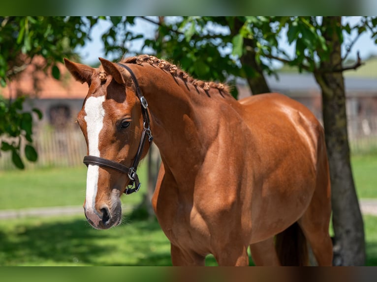 Zangersheider Mare 2 years 15,3 hh in GROTE-BROGEL