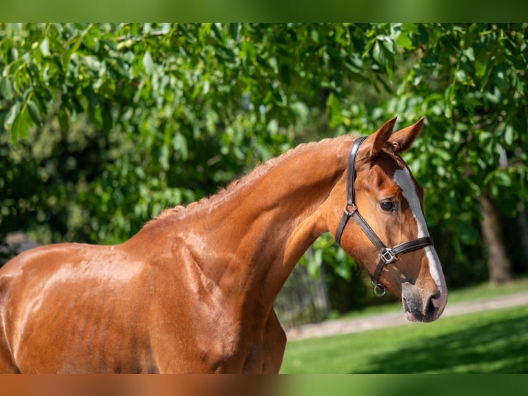 Zangersheider Mare 2 years 15,3 hh in GROTE-BROGEL