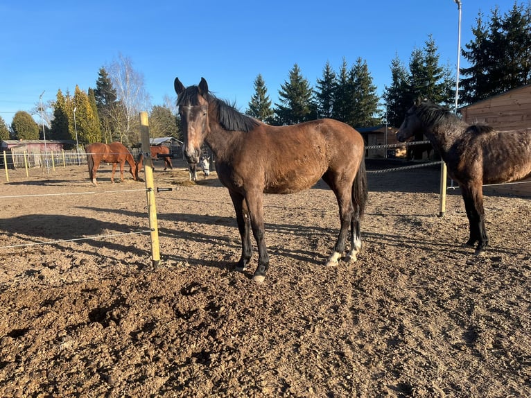 Zangersheider Mare 2 years 16.1 hh Brown-Light in Swarzędz