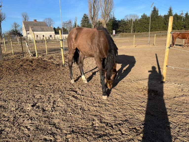 Zangersheider Mare 2 years 16.1 hh Brown-Light in Swarzędz