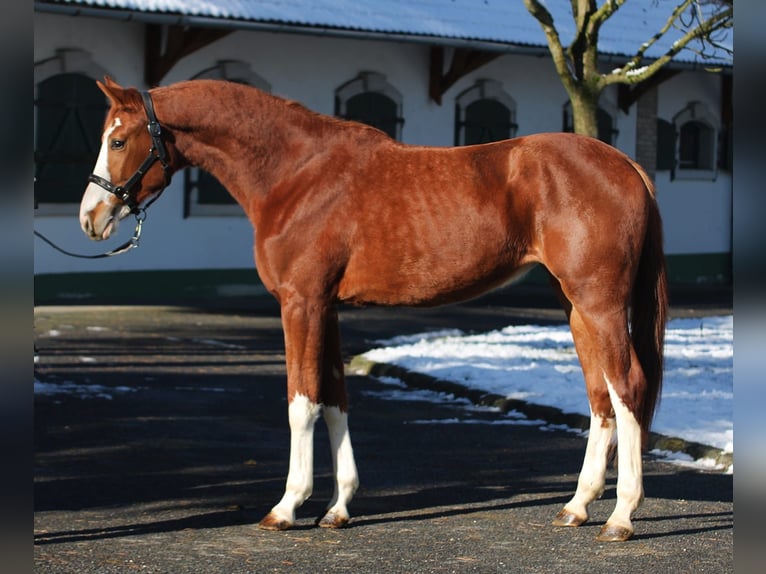 Zangersheider Mare 2 years 16,1 hh Chestnut-Red in Halbenrain