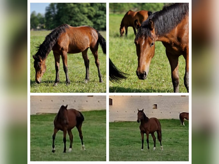 Zangersheider Mare 2 years 16 hh Brown in Schnega Lütenthien