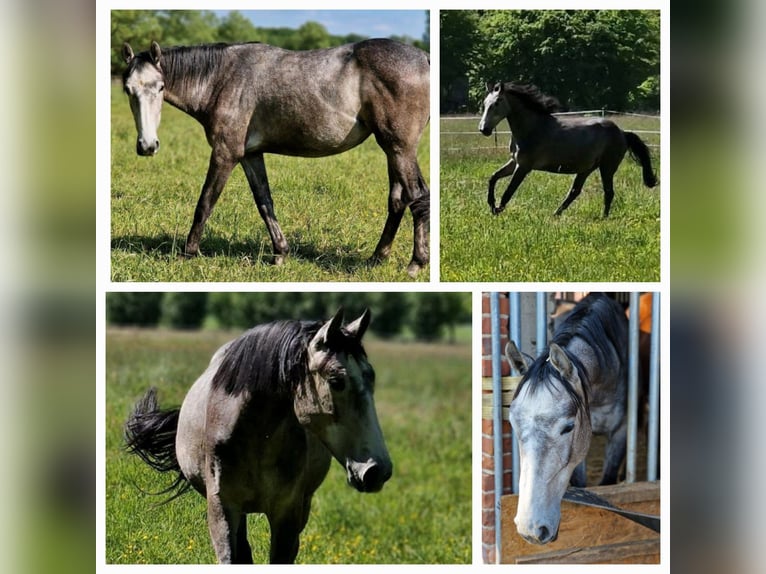 Zangersheider Mare 2 years 16 hh Brown in Schnega Lütenthien