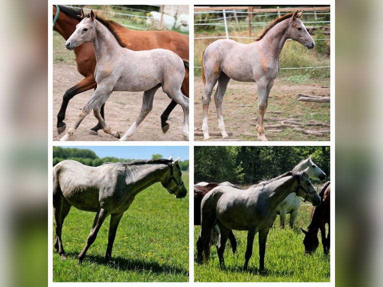 Zangersheider Mare 2 years 16 hh Brown in Schnega Lütenthien