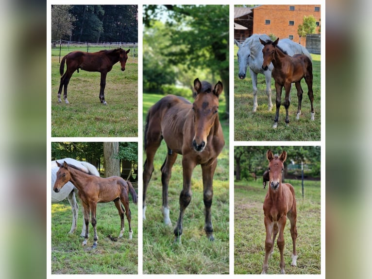 Zangersheider Mare 2 years 16 hh Brown in Schnega Lütenthien