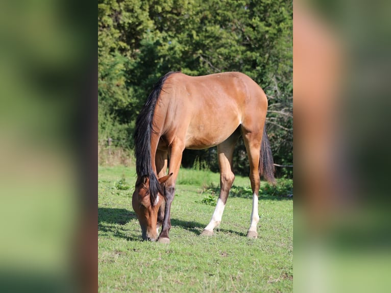 Zangersheider Mare 2 years 16 hh Brown in Messimy