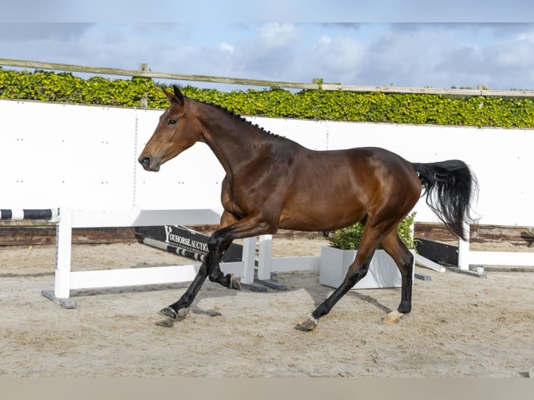 Zangersheider Mare 2 years 16 hh Brown in Waddinxveen
