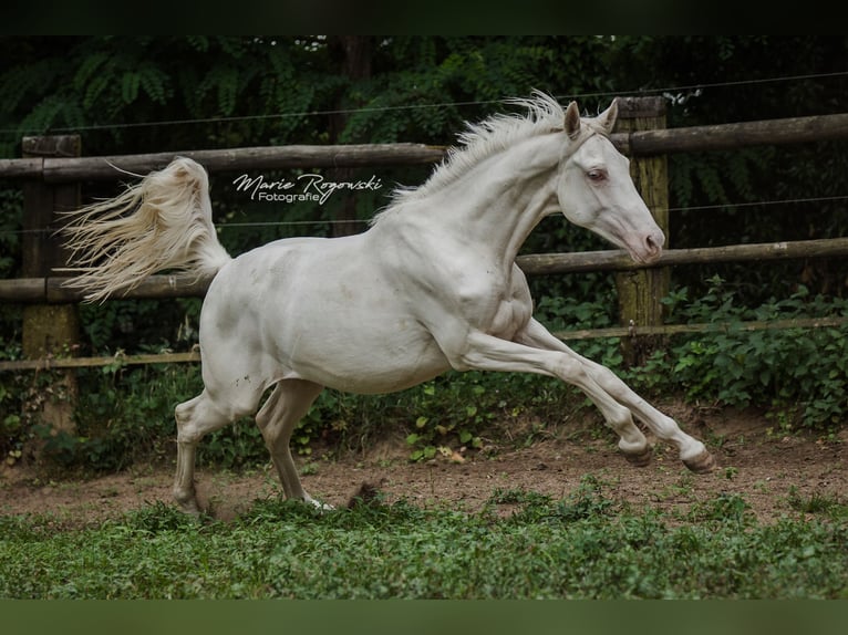 Zangersheider Mare 2 years 16 hh Cremello in Beaumont pied-de-boeuf