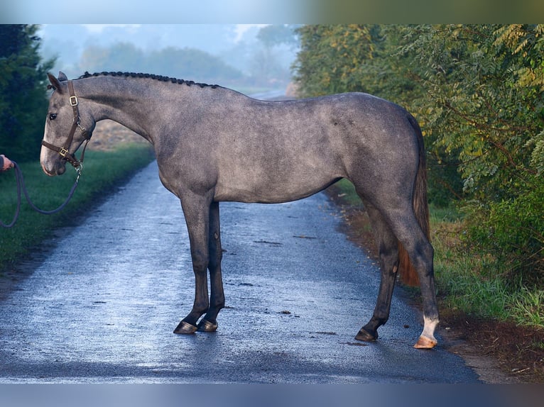 Zangersheider Mare 2 years 16 hh Grey in Radziej&#xF3;w