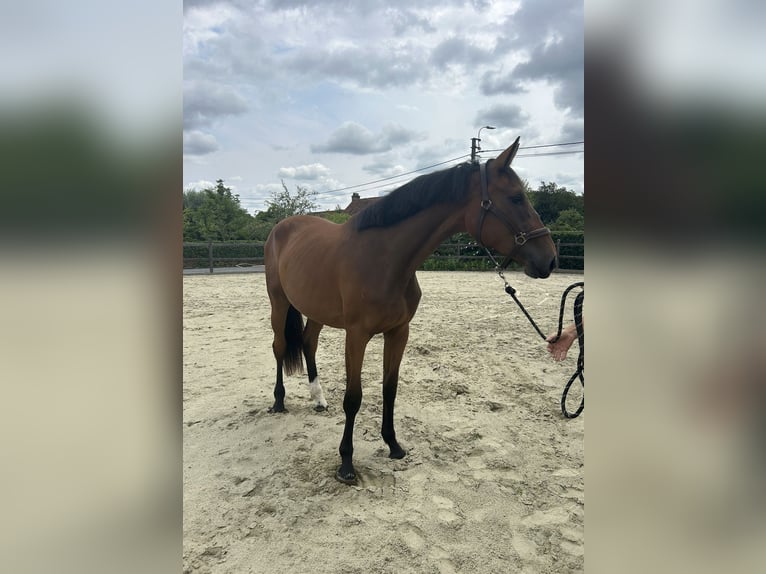 Zangersheider Mare 2 years 16,1 hh Bay-Dark in &#xC9;tiolles