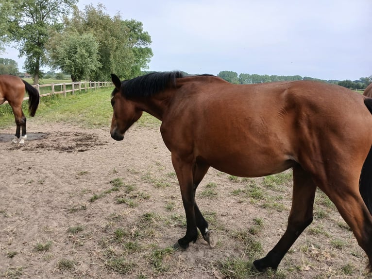 Zangersheider Mare 2 years 16,1 hh Bay-Dark in &#xC9;tiolles