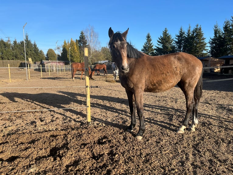 Zangersheider Mare 2 years 16,1 hh Brown-Light in Swarzędz