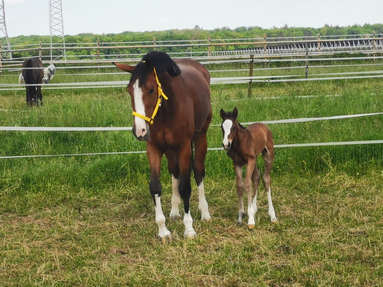 Zangersheider Mare 2 years 16,1 hh Brown in Wachtberg