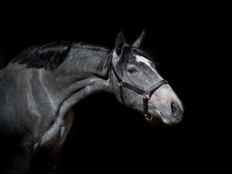 Zangersheider Mare 2 years 16,2 hh Gray in Kaunas