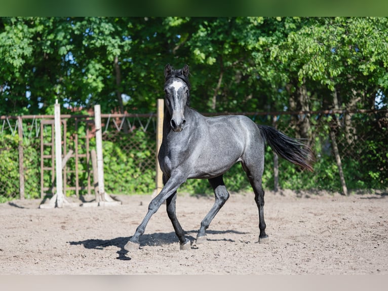 Zangersheider Mare 2 years 16,2 hh Gray in Kaunas