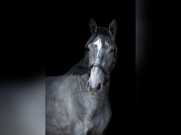 Zangersheider Mare 2 years 16,2 hh Gray in Kaunas