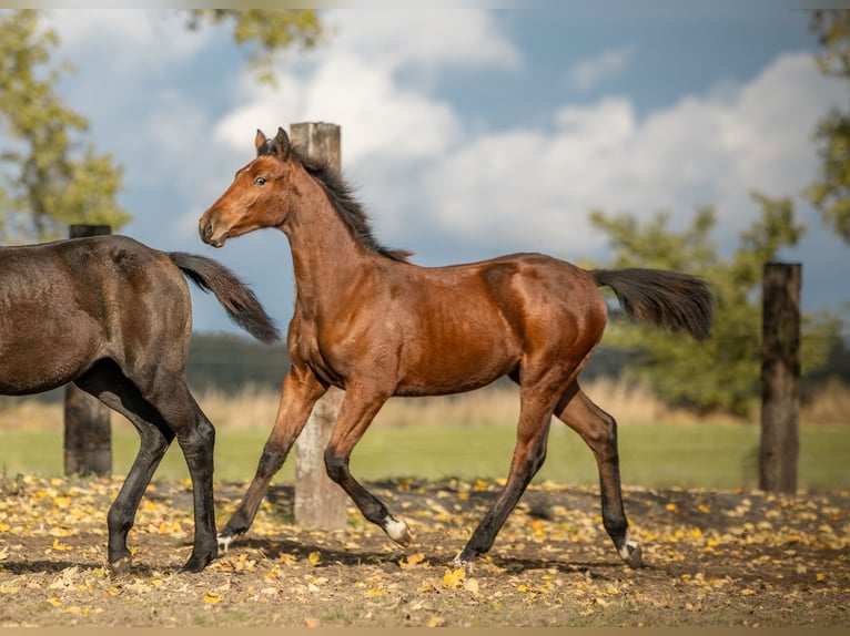 Zangersheider Mare 2 years Bay-Dark in Swiekatowo