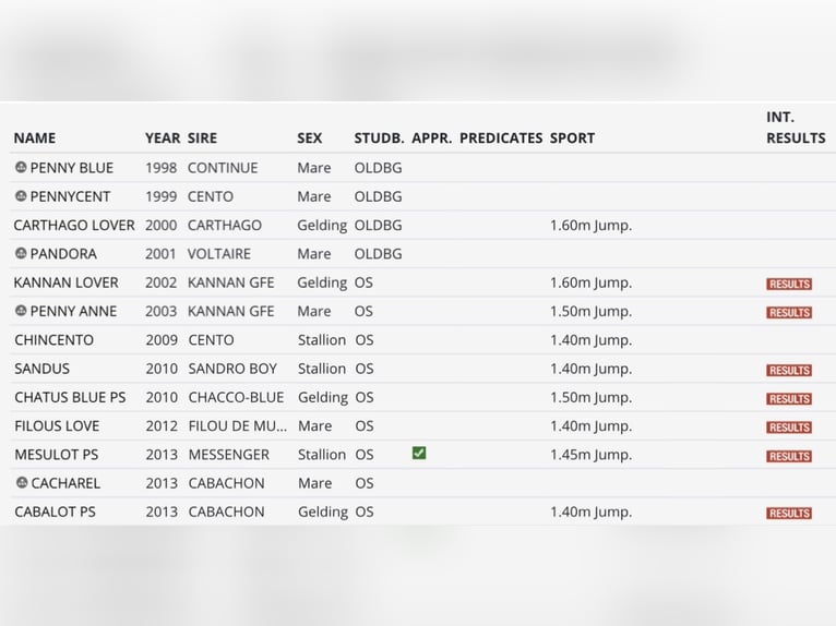 Zangersheider Mare 2 years Brown in Bredebro