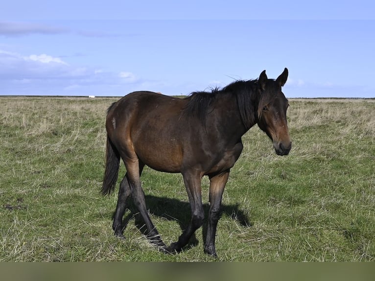 Zangersheider Mare 2 years Brown in Bredebro