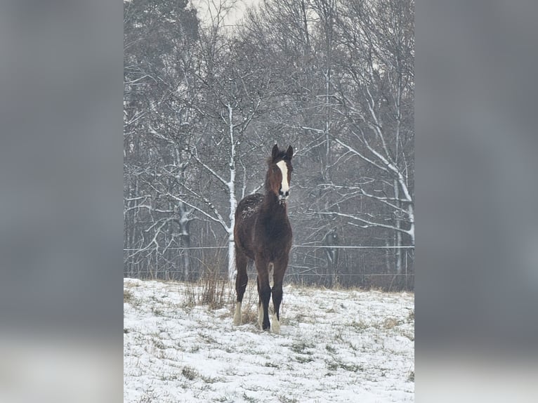 Zangersheider Mare 2 years Brown in Reichelsheim