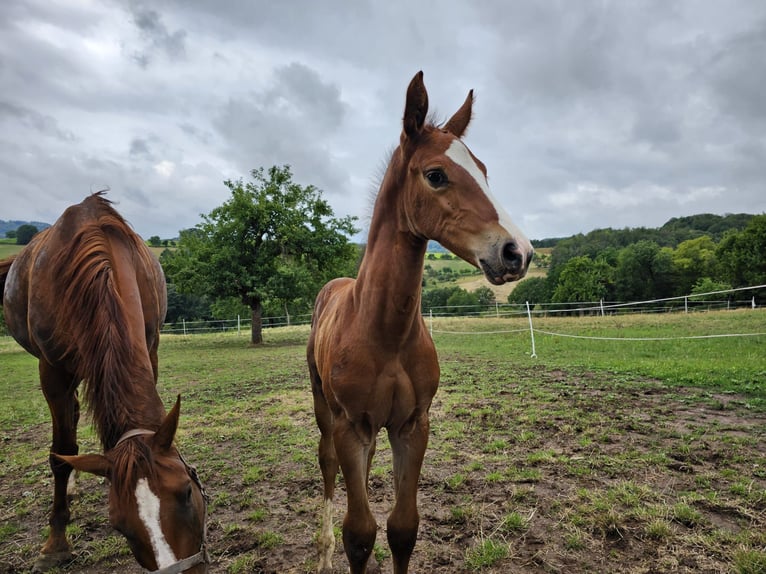 Zangersheider Mare 2 years Brown in Reichelsheim