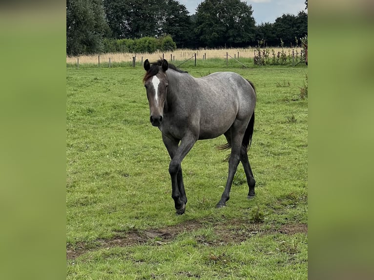 Zangersheider Mare 2 years Grey in Halle-Booienhoven