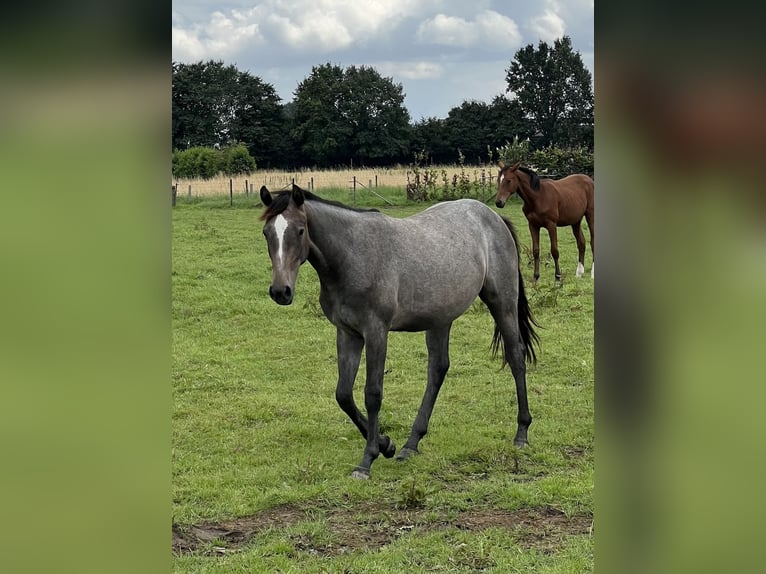 Zangersheider Mare 2 years Grey in Halle-Booienhoven