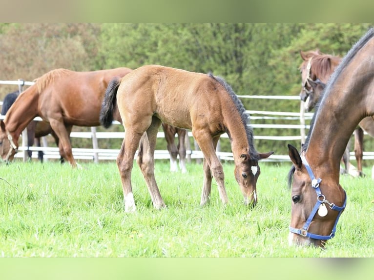 Zangersheider Mare 2 years in Kürten