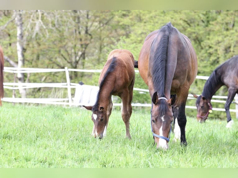 Zangersheider Mare 2 years in Kürten