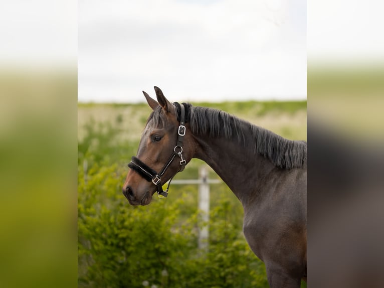 Zangersheider Mare 2 years Smoky-Black in W&#x119;gorzyno