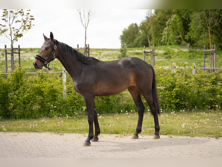 Zangersheider Mare 2 years Smoky-Black in W&#x119;gorzyno