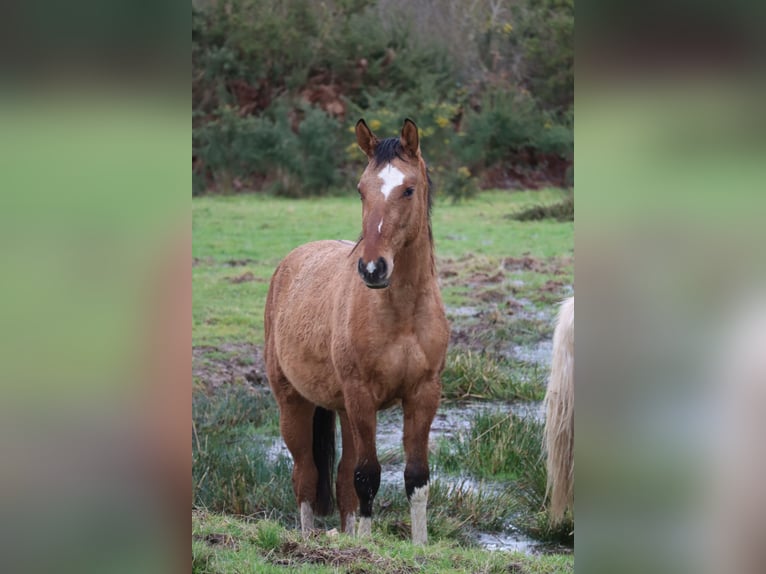 Zangersheider Mare 3 years 13,1 hh Dun in Beaumont pied-de-boeuf