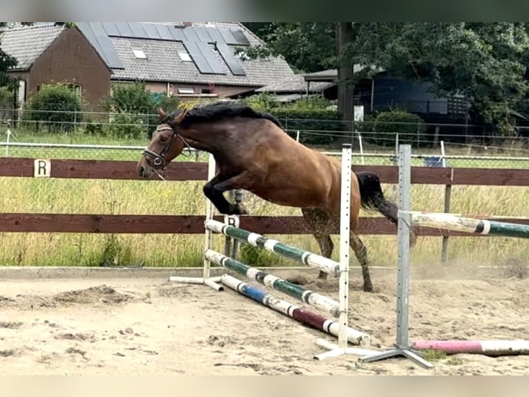 Zangersheider Mare 3 years 14.1 hh Brown in Berghem