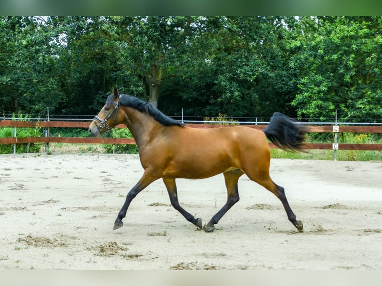 Zangersheider Mare 3 years 14.1 hh Brown in Berghem