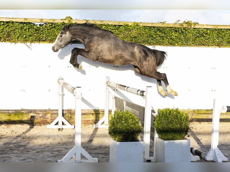 Zangersheider Mare 3 years 14.3 hh Grey in Waddinxveen